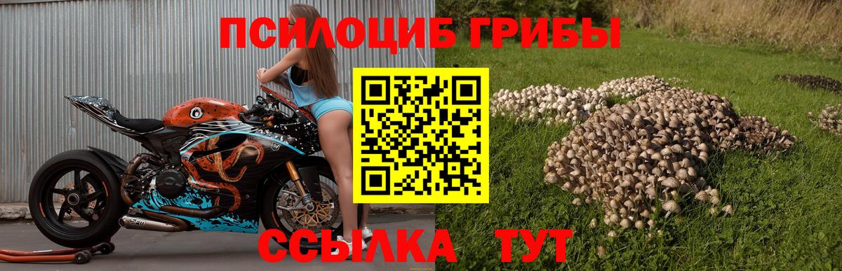 Псилоцибиновые грибы мицелий Бузулук